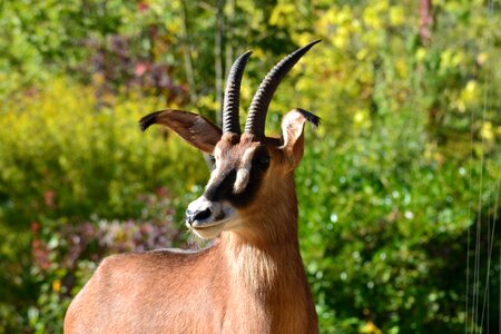 Safari animal world horns photo