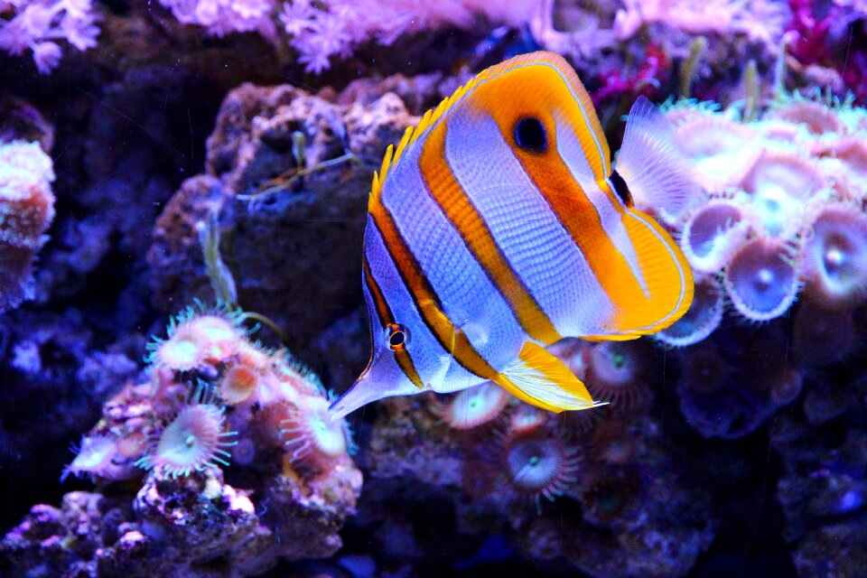 Tweezers animals sea ​​fish