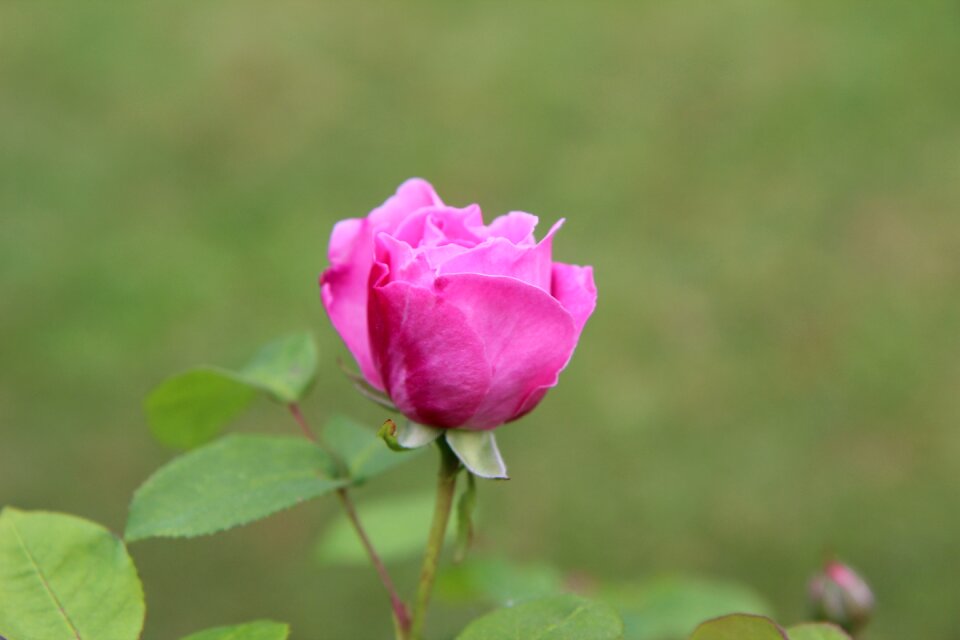 Pink button color pink pink flowers