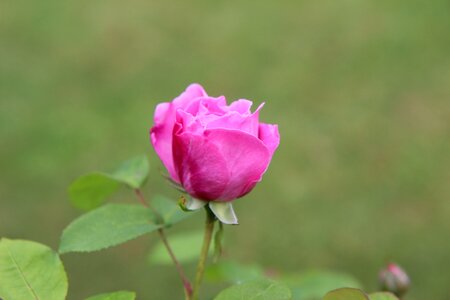 Pink button color pink pink flowers