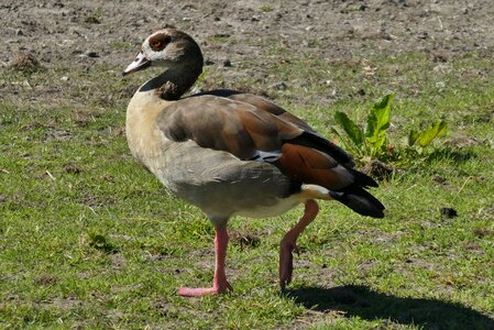 Goose nature waterfowl