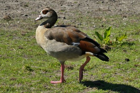 Goose nature waterfowl photo