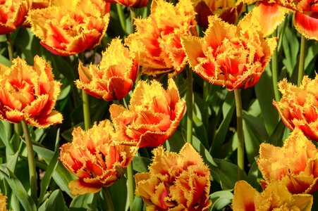 Color flowers garden