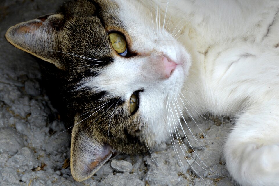 Young cat curious young animal