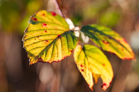 Autumn tree color