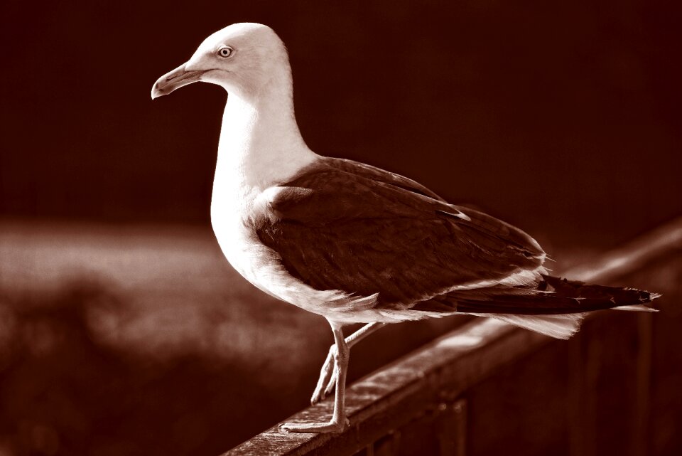 Seabird animal wildlife photo