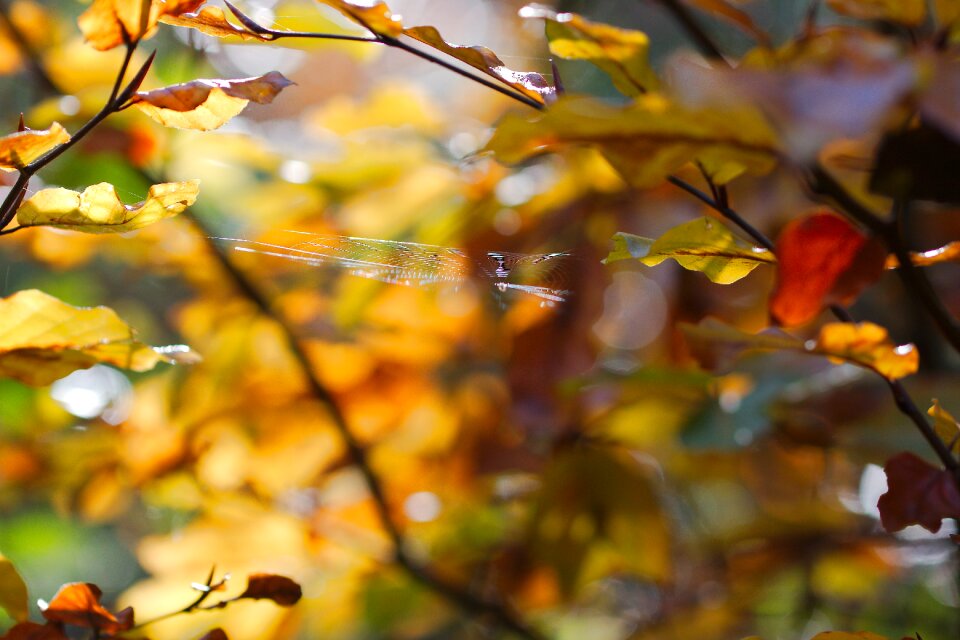 Nature season plant