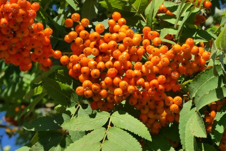 Ripe fruits autumn photo