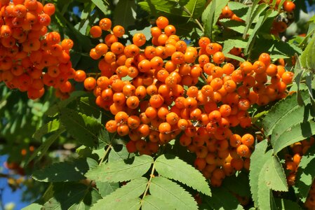 Ripe fruits autumn