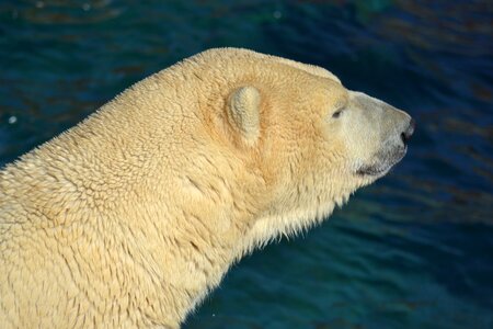 Bear arctic zoo