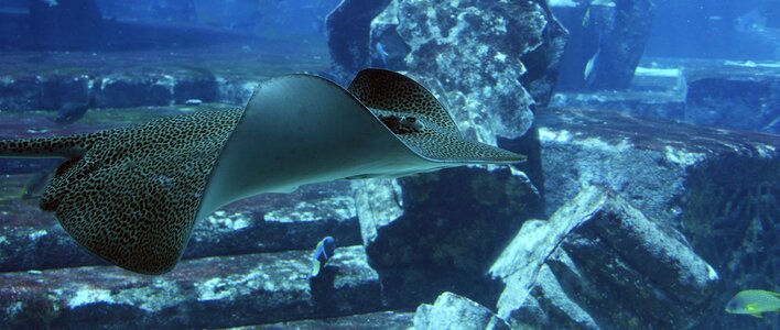 Underwater world meeresbewohner aquarium