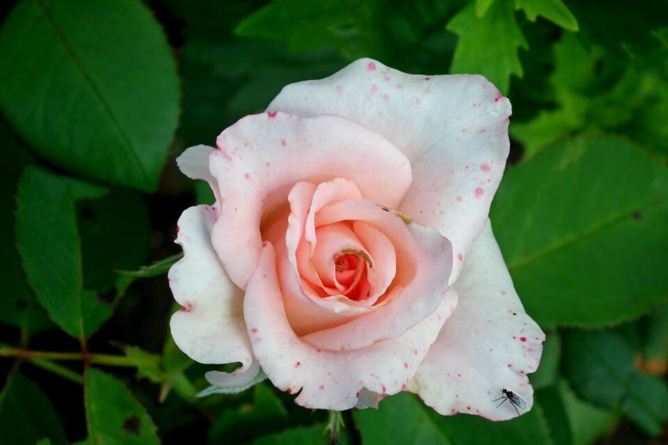 Romantic beauty garden