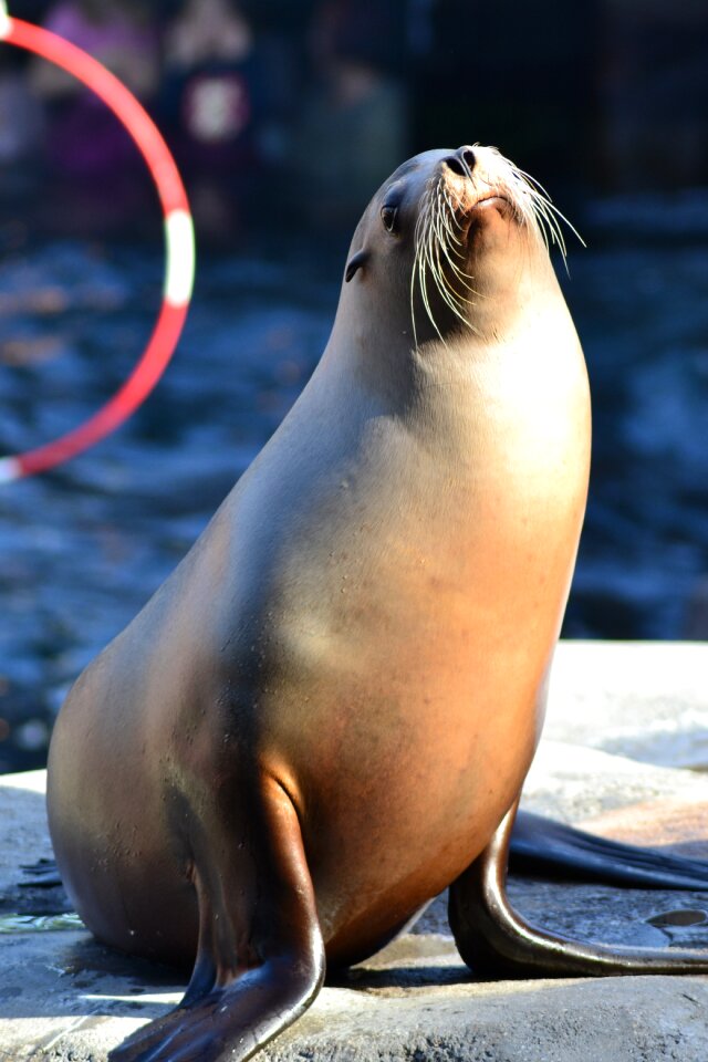 Show zoo meeresbewohner