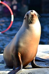 Show zoo meeresbewohner