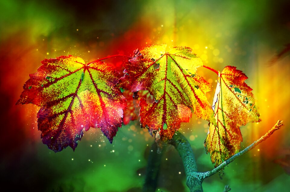 Colorful golden autumn fall foliage
