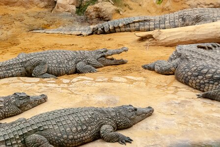 Lizard nature animals