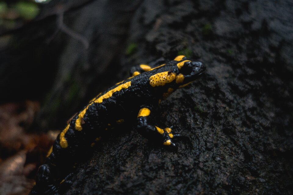Salamander nature yellow