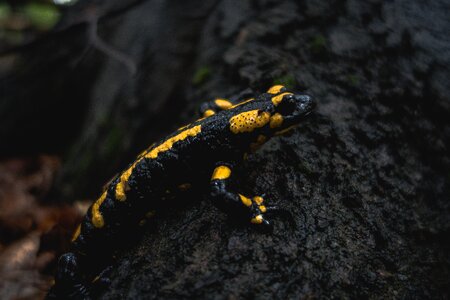 Salamander nature yellow