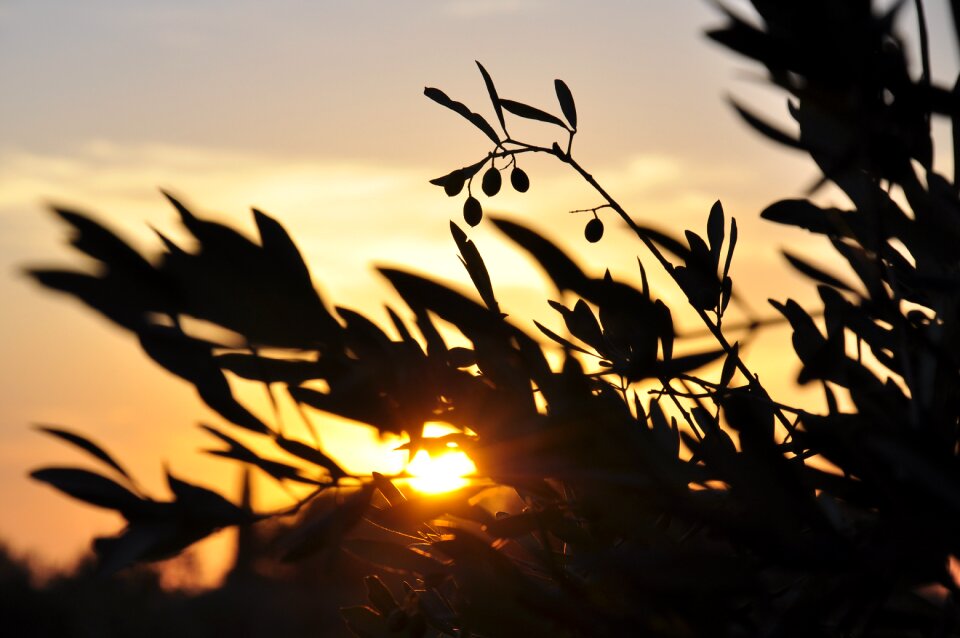 Olive branch atmospheric italy