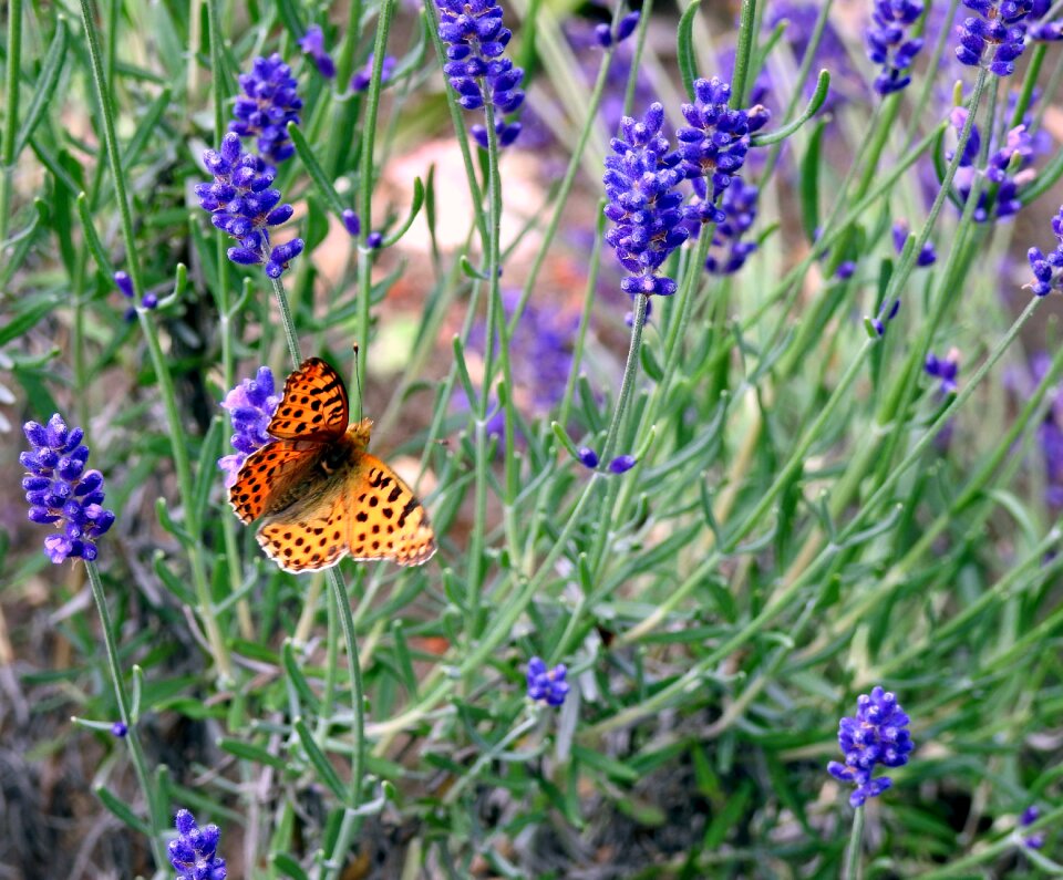 Macro insect plant