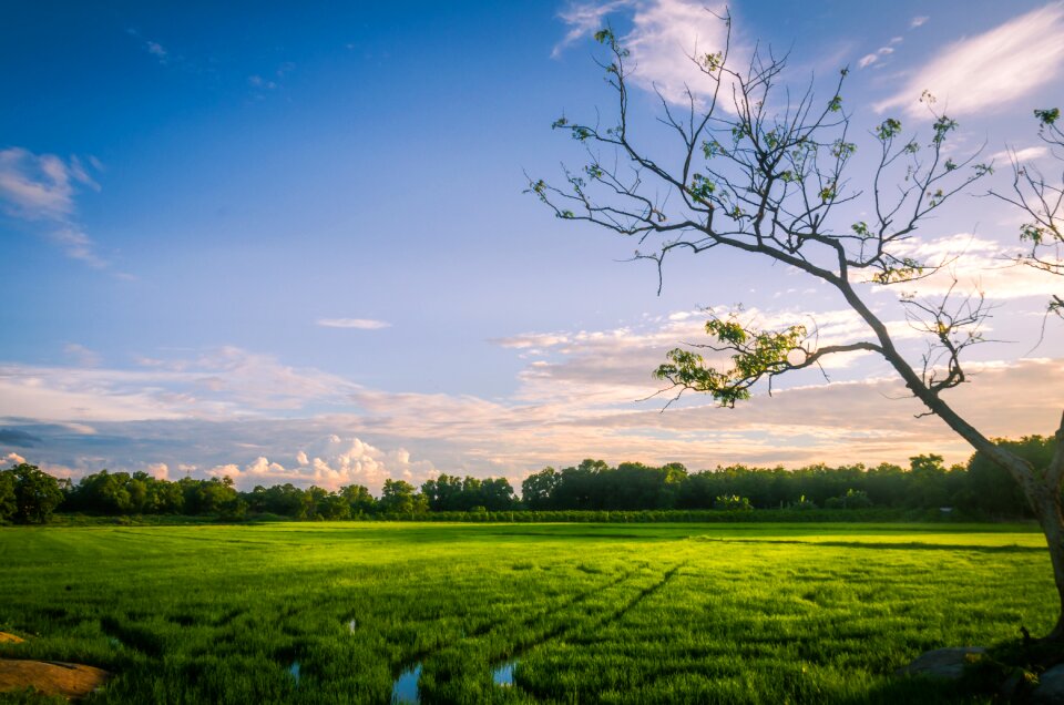 Field sky scenery