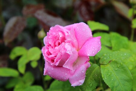 Pink button color pink pink flowers photo