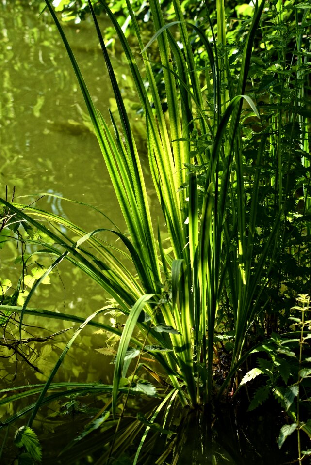 Water pond backlight