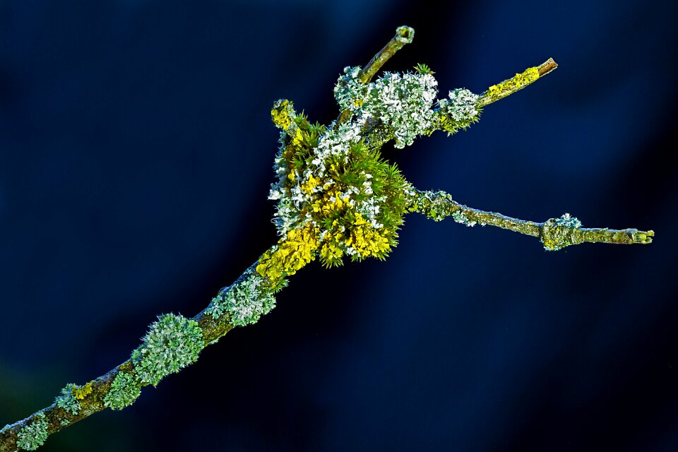 Fouling branch lichen growth
