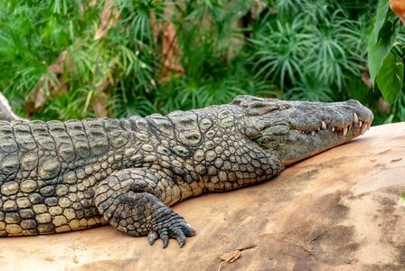 Lizard nature animals