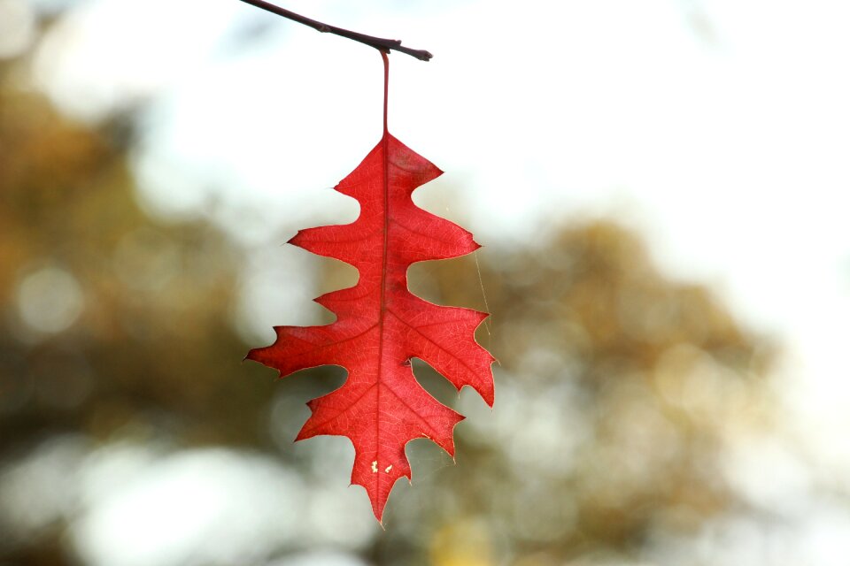 Leaves beauty tree