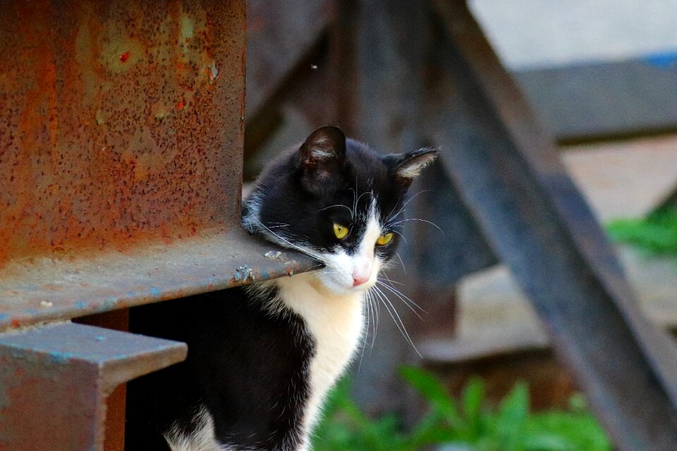 Cat animal cat face