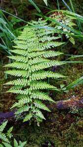 Summer nature forests