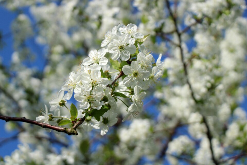 Cherry tree nature blossom
