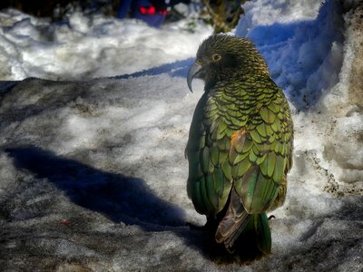 Parrot nature plumage
