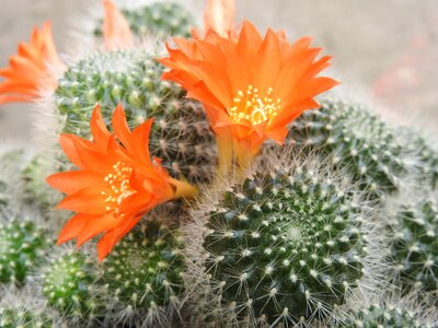 Plant flowers spikes