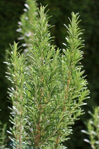 Garden herbs bush
