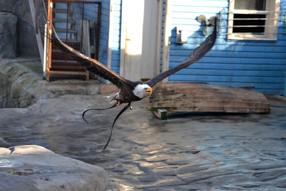 Adler demonstration animals