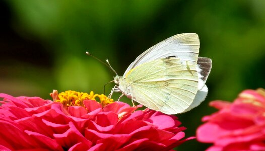 Blooming nature summer