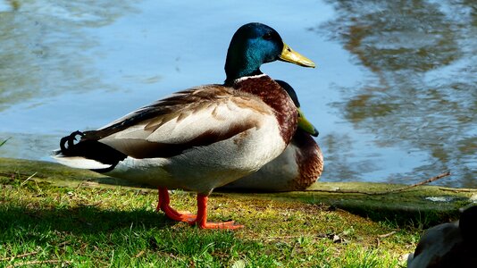 Fauna lake feathers