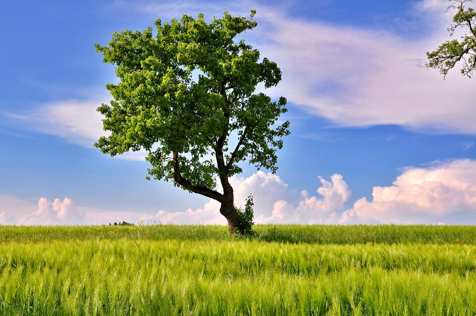 Tree cornfield cloud mood