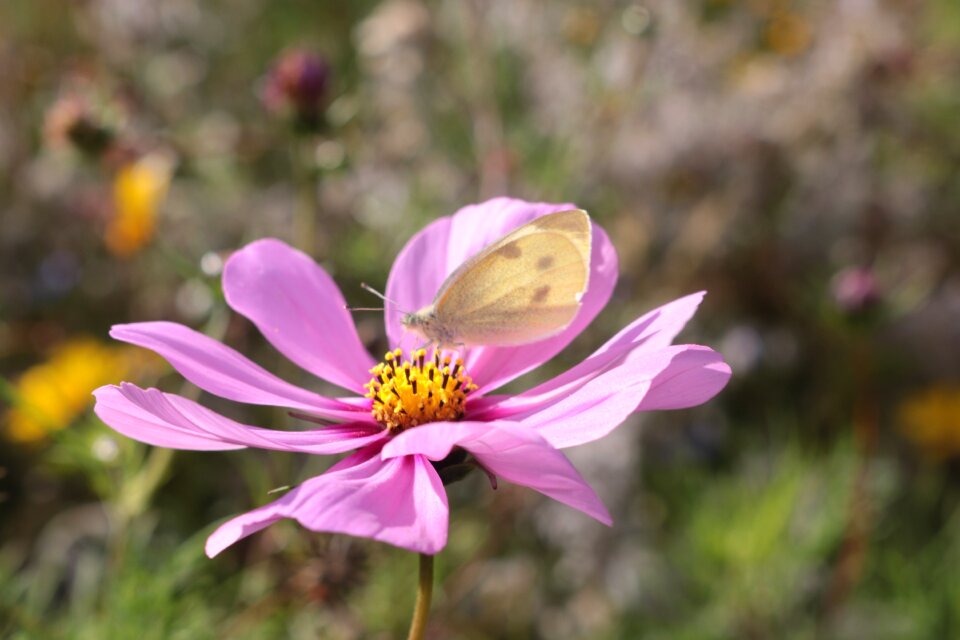 Pink sun nature photo