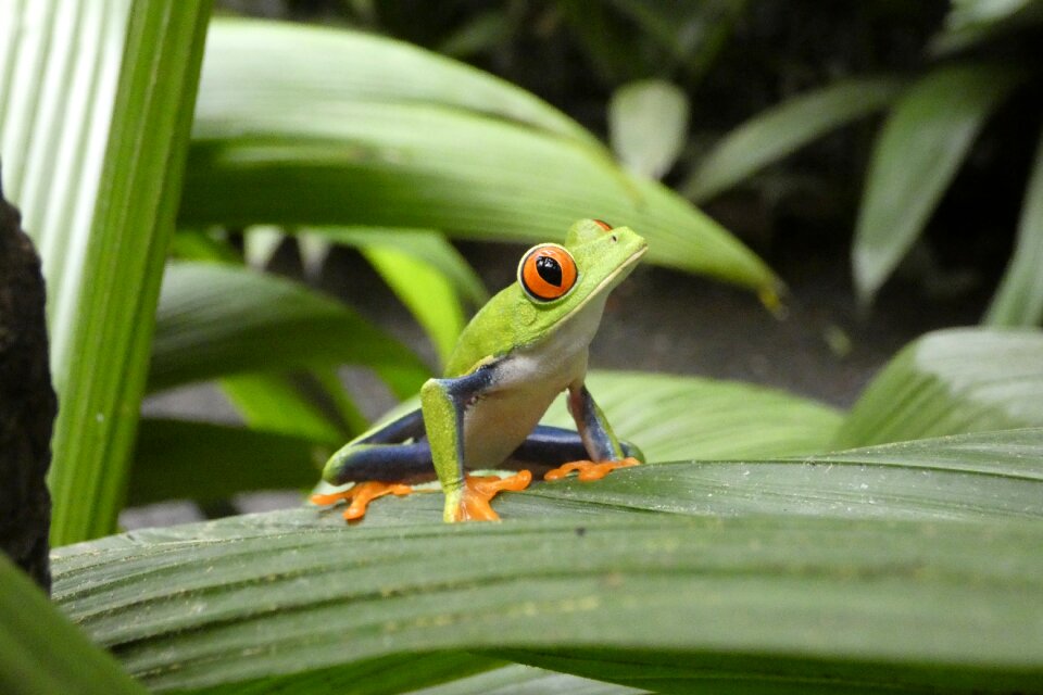 Forest green frog costa rica