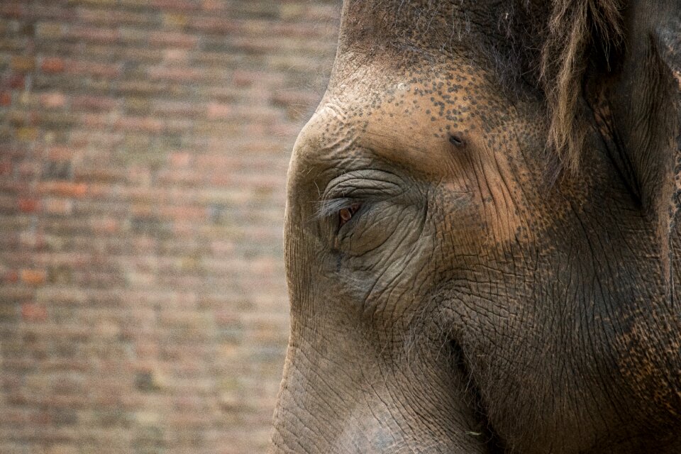 Animal world elephant portrait pachyderm