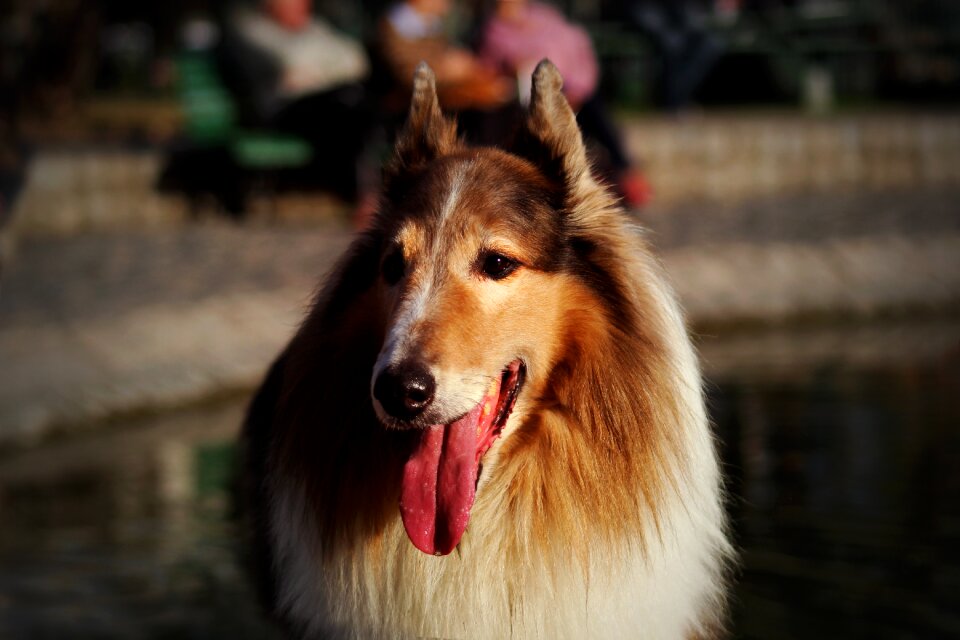 Canine domestic animal