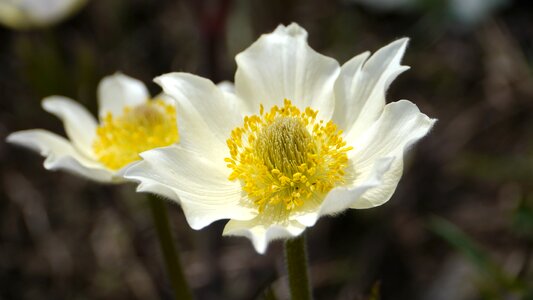 Anemone alpina flower nature