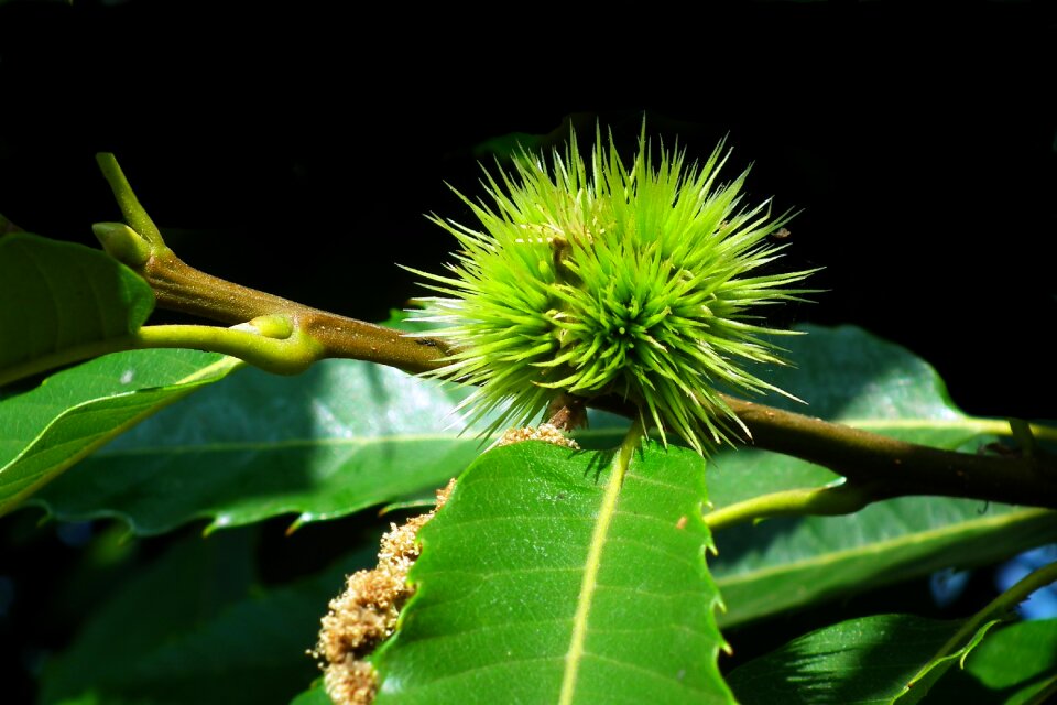 Foliage summer tree