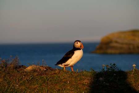 Puffin sea clown