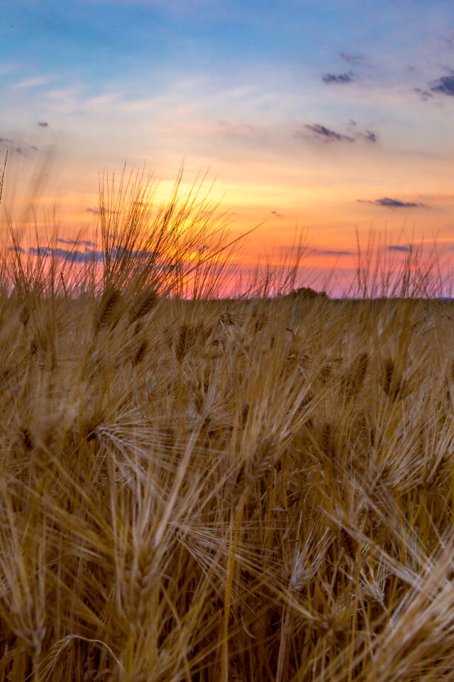 Field nature grain