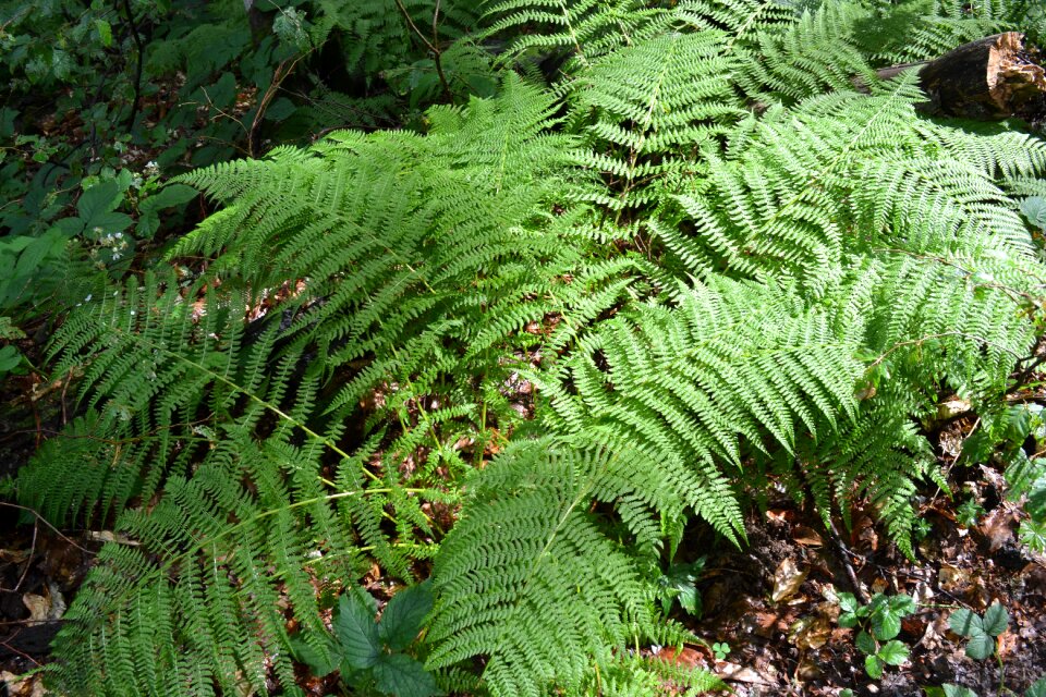 Sheet nature plant