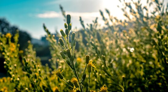 Day field flower photo